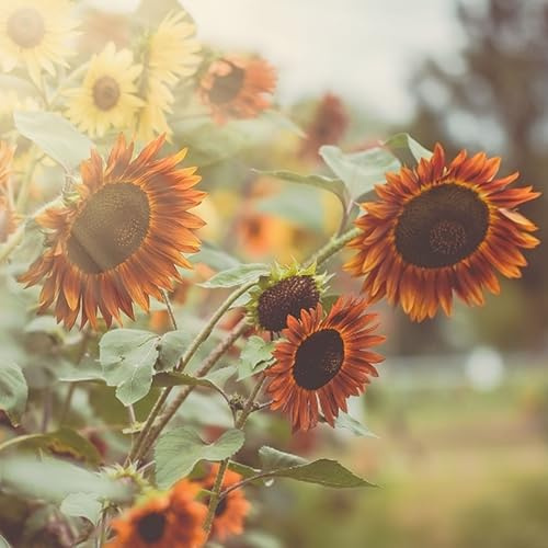20 Sonnenblumen-Samen, bunte Schnitt-Sonnenblume für Blumensträuße, rot, orange, mehrfarbige Sonnenblumensorte Selma, geeignet für Beet & Topf, tolle Sonnenblumenpflanzen außergewöhnlichen Blühfarben