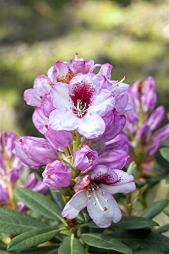 Rhododendron Hybr. 'Cassata' 50-60 cm - Rhododendron, rosa Blüten, Blütezeit Mai-Juni, ideal für Halbschatten, immergrün, winterhart