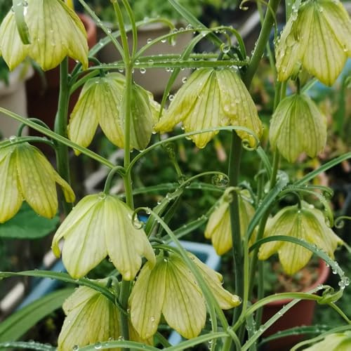 Bulbi di Crown Imperial, regali per giardinieri vecchie varietà copertura del terreno da balcone regali per gli amanti del giardino per luoghi soleggiati 12pcs