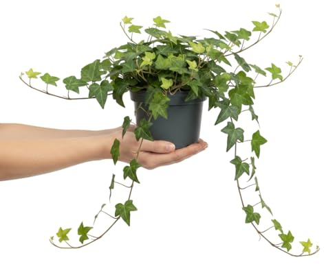 DECOALIVE Planta Viva Hedera Helix Verde Hiedra | Follaje Verde para Maceta Colgante | 13 cm | 25 cm
