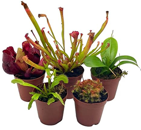 BubbleBlooms Carnivorous Plant Assortment Set, 5 Live Different Plants in 2 inch Pots