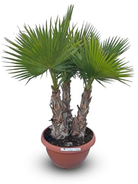 Sunny Tree - Palmier Washingtonia Robusta - Tronc Mulit - 220 cm avec pot - Palmier éventail mexicain