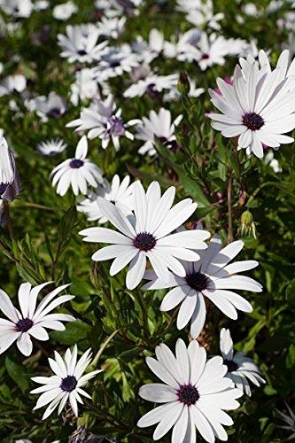 Graines De Marguerite Africaine Osteospermum Ecklonis