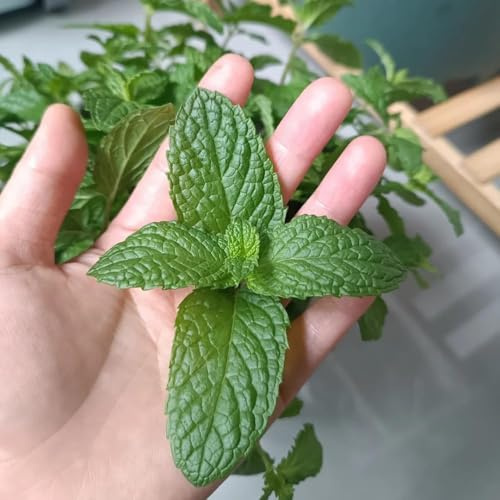 Semi di menta marocchina, giardino 1200pcs