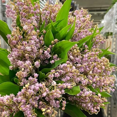 bulbos de lirio de los valles - primavera temprana balcón resistentes jardín perennes 12pcs