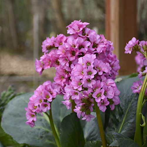 Live Bergenia Perennial Winter Glow. Stunning. Super Healthy and Ready to Plant