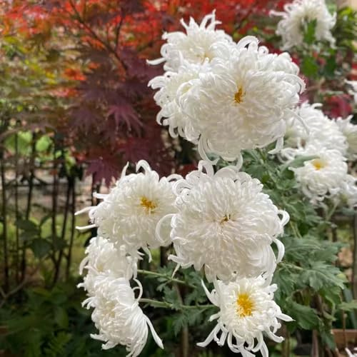 chrysanthemen wildkräuter herbstpflanzen winterhart blühend balkon deko topfpflanzen echt extrem winterharte kübelpflanzen exotische zimmerpflanzen pflanztöpfe indoor garten 900samen