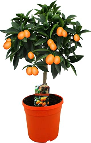 DECOALIVE 0 Kumquat, Verde