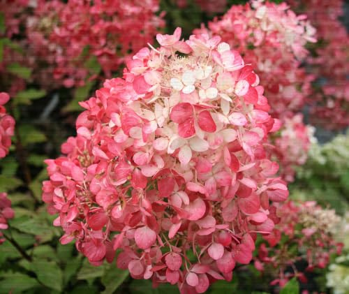 Gardenaria Pianta Ortensia Hydrangea Paniculata 'Diamant Rouge', Colore Rosso Bordeaux, Acidofila da Esterno, 40/50 cm, Vaso 19