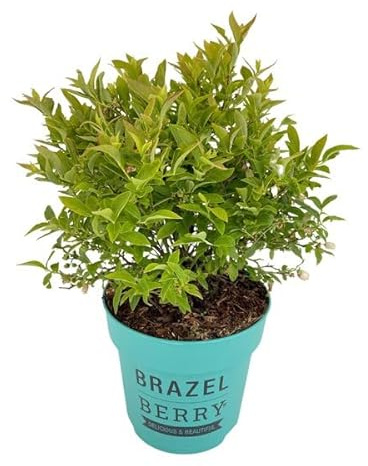 DECOALIVE Arándano Planta Natural para Cultivar Frutos del Bosque