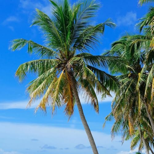 Semi di palma da cocco, semi di Cocos nucifera, esotici vecchie varietà, frutteto Le sempreverdi sono resistenti rare Le da balcone 40pcs