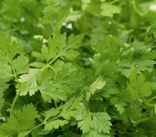 450 Seeds of Organic - Chervil - FINE Curled