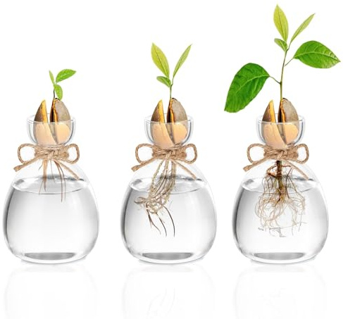 Glasseam Avocado Vases with Jute Rope, 3 Pcs Avocado Seed Propagation Jars | Glass Acorn Pit Sprouting Planters, Hydroponic Rooting for Plant, Bulbs, Cuttings, Indoor Home Decor, Gift for Plant Lovers