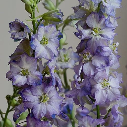 1 Pack of 150 SEEEDS Larkspur - Fancy Purple Picotee (Delphinium consolida)