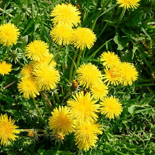 semillas de diente de león silvestres decoración reales semillas silvestres balcón para jardín 3000pcs