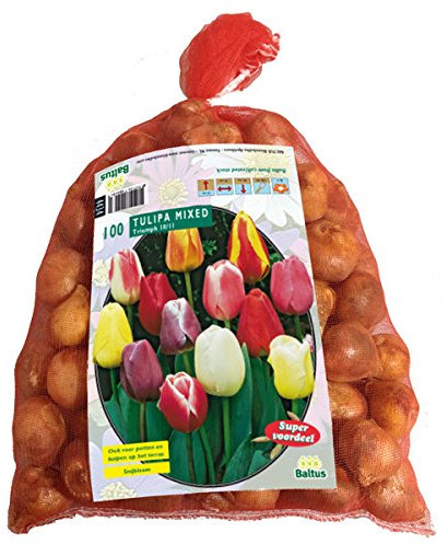 Tulipa Darwin Mix – 100 Stück Blumenzwiebeln, farbintensive Darwin-Hybriden, großblütig, winterhart & wetterfest – ideal für Beet, Kübel & Schnittblumen