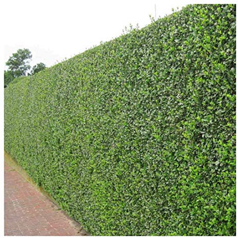 50 x Ligustrum ovalifolium (Gehölz/Heckenpflanze/Winterhart/Mehrjährig/Immergrün) Ovalblättriger Liguster - Immergrüne Eleganz für Hecken und Gärten - Top als Hecke - von Stauden Gänge