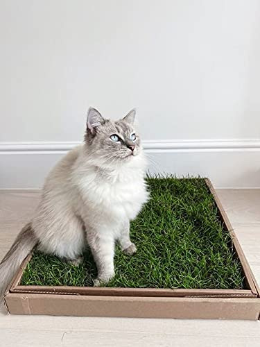 City Doggo Ltd. Cat Grass Patch for Indoor Cats & Kittens