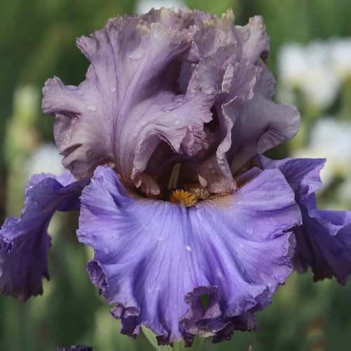 Semillas de iris, Iris tectorum, silvestres perenne resistente Los lirios son perennes resistentes, para balcones, 400pcs