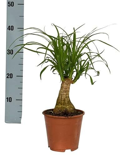 Planta Natural Beaucarnea Recurvata Árbol de Interior muy Resistente