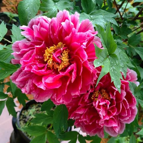 Semi di peonia, vecchie varietà, rare esotiche decorazioni giardino per esterni serre balcone estivi, appartamento per giardinieri 25pcs