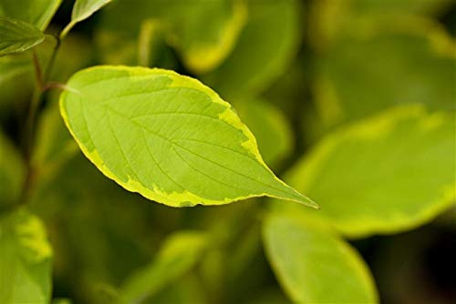 Cornus alba 'Spaethii' 60–100 cm – Winterhart, Mehrjährig, Pflegeleicht – Gelbbunter Hartriegel – Heckenpflanze für Garten & Sichtschutz