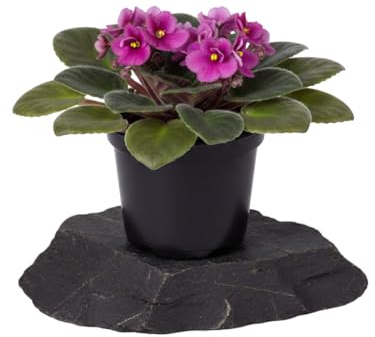 Violeta Africana Saintpaulia Ionantha en Maceta de Interior DECOALIVE Ø12 cm Altura 20 cm
