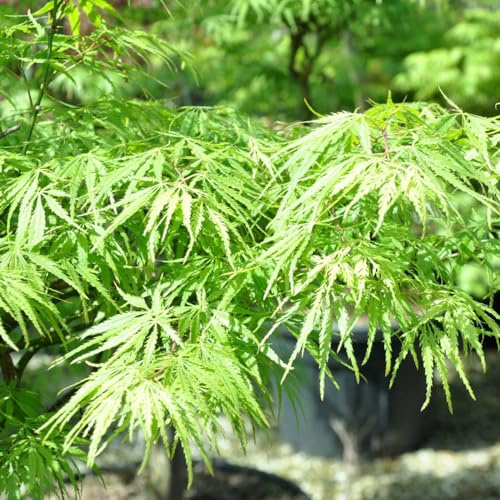 Grüner Schlitzahorn, palmatum 'Dissectum', im 19 cm Topf