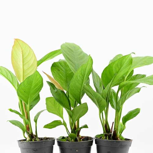 AquaBreedingSkill Set aus 3 Stück Aquarium Pflanzen Echt Set – Anubias, Microsorum – Lebende Wasserpflanzen – Pflegeleicht ideal für Fische & Garnelen – mit Pflanzenpass (Heterophylla 3 pcs)