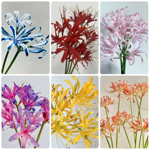 Bulbos de lirio araña, bulbos de lirio sangre decoraciones jardín para exteriores variedades antiguas resistentes para jardines rocas cobertura del suelo perennes 8pcs