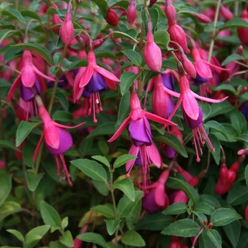 Fuchsia Tom Thumb - Outdoor Plants Garden Ready - Gorgeous Flowering Upright Garden Shrub - Hardy Plant for Pots, Containers, Flower Beds and Borders (9cm Pot, 10-20cm)
