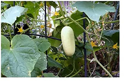 Pcs - 10x Cucumis Sativus Blanc/Blanche Concombre Légumes Jardin Plantes - Graines ID293 - Seeds & Plants Shop by Ipsa