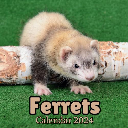 Ferrets Calendar 2024: 16 Months , Organizer From September 2023 to December 2024 ,For Animals lovers , Men , Women , Girls , Boys