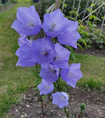 || METCHAR Garden || Campanula persicifolia Bellflower UK Heardy Evergreen || Garden Ready Bare Root Plug Plants || (2X Plug Plants)