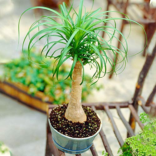 1 x Evergeen Beaucarnea Recurvata - Ponytail Palm | Houseplant | 30-40cm with Pot