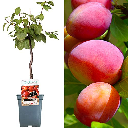 Collection d'arbres fruitiers pour patio | Fruits variés | Idéal pour petits jardins | 2-3 pieds
