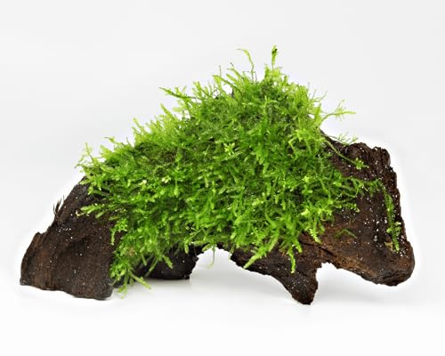 NatureHolic Aquarium Moos Deko Wurzel | mit Christmasmoos bewachsen | Natürliche Aquariumwurzel für Aquascaping & Garnelen | Vesicularia montagnei | Dekoration für Süßwasseraquarien