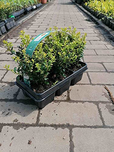 Ilex 'Crenata' 20-25 cm – 6 Stechpalmen Heckenpflanzen – Ideal als Buchsbaum-Ersatz für pflegeleichte, immergrüne Hecken – Winterhart, robust & vielseitig verwendbar für Garten und Terrasse
