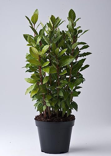 Alloro Laurus nobilis 3 piante aromatiche sempreverdi da siepe h 20/30 cm in vaso ø11 cm Vivaio di Castelletto