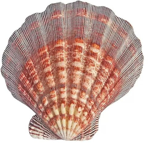 PBDEIOEOE Grand Coquillage Naturel Conch Shells, 1 Coquille Saint-Jacques 13-15 cm for l'artisanat for remplir Un Vase d'aquarium(13~14cm)