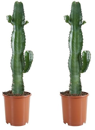 Bloomique - Set de 2 - Euphorbia acrurensis - Cactus vaquero - Cactácea - Planta de interior - 60-70 cm - Maceta 17 cm