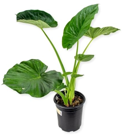 Oreja de elefante: hojas gigantes, cada hoja es una obra de arte/una gran opción para jardineros novatos-3 bulbos-F
