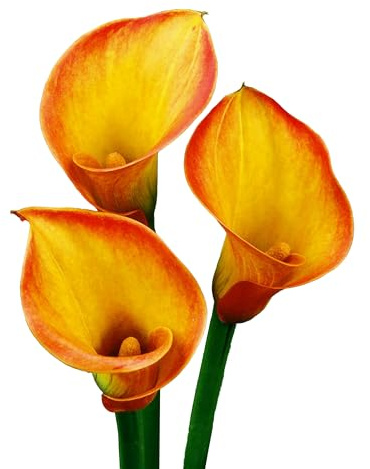 7 x Calla Bollen 'Sunset Glow' | Sommerblumen | Holland-Qualitat | Calla Zwiebeln | Blumenzwiebeln - The Bulb Farmers