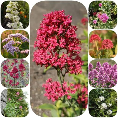 SpornblumeSamen, alte sorten wildblumensamen garten kräutersamen seltene kräutergarten geschenk heilkräuter bodendecker 200pcs