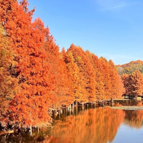 Secuoya de semillas - regalos jardín interior rocas resistentes balcón 150pcs