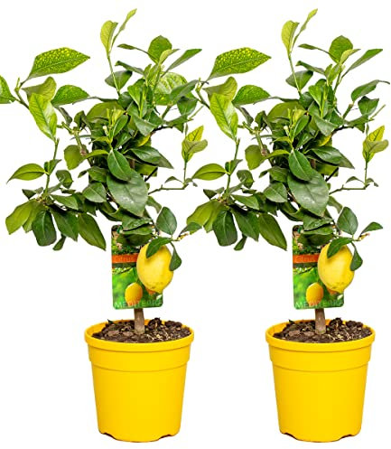 Bloomique - 2er-Set - Citrus Limon - Zitrone - Zitronenbaum - Zitrusbaum - Obstbaum - Gartenpflanzen - 50-70 cm Hoch - Topf 19 cm