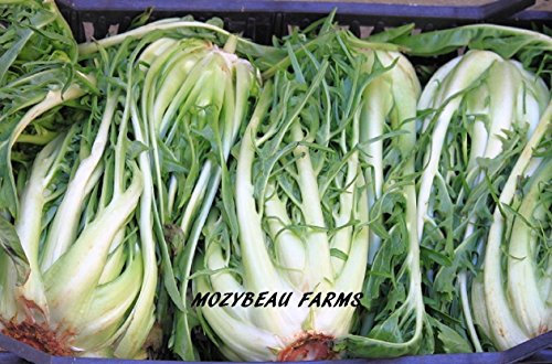 250 Semi Catalogna cicoria. Dandelion italiana. S combinato/H,