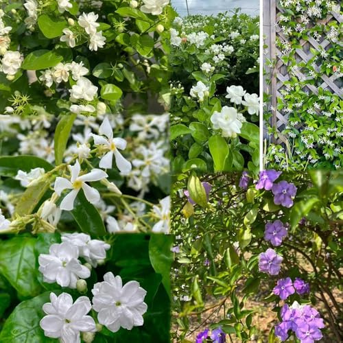 150 piezas semillas de jazmín - trepadoras son resistentes balcon jardín son resistentes al invierno para balcones,