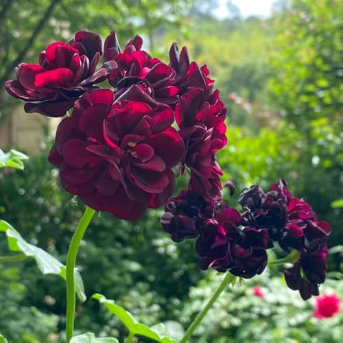 Geranien, zimmerpflanzen blumensamen gastgeschenk bio wohnzimmer deko seltene exotische alte sorten geschenke für gärtner bodendecker steingartenpflanzen winterhart blumensamen 450Samen