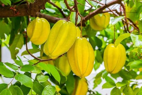 Vivaio Garden Forest Averrhoa Carambola Innestata H 140 cm | Pianta Star Fruit Tropicale, Frutto a Stella Giallo Arancio, Albero da Vaso o Serra